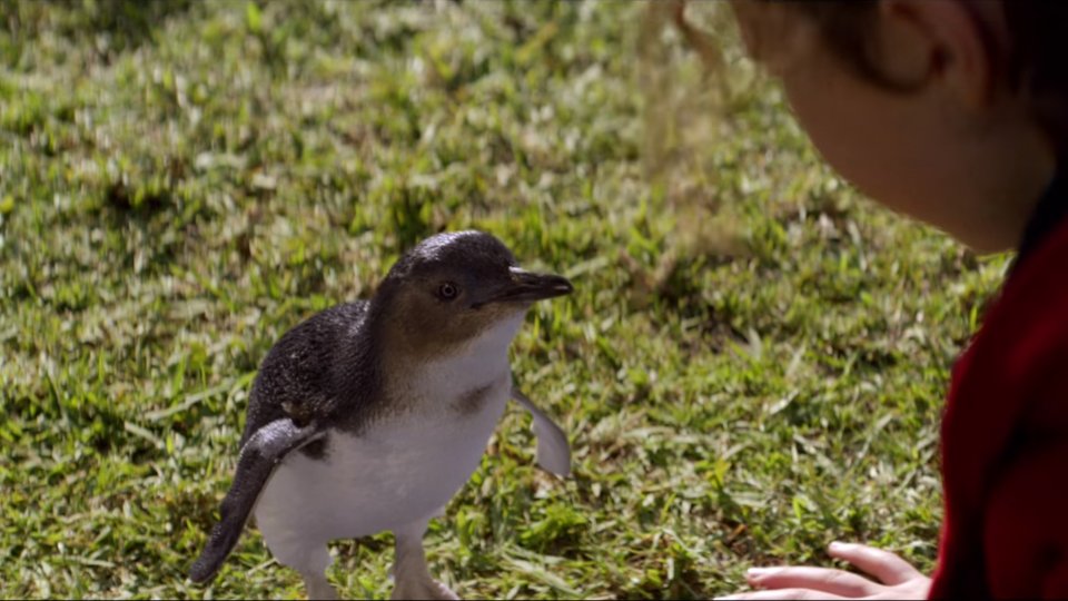 Oddball and the Penguins